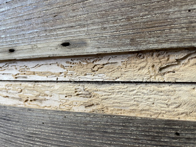 桐箪笥の虫食い修理