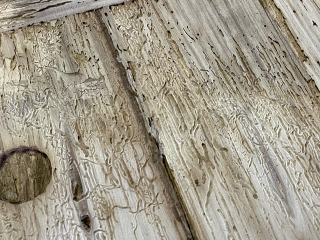 引き戸の虫食い